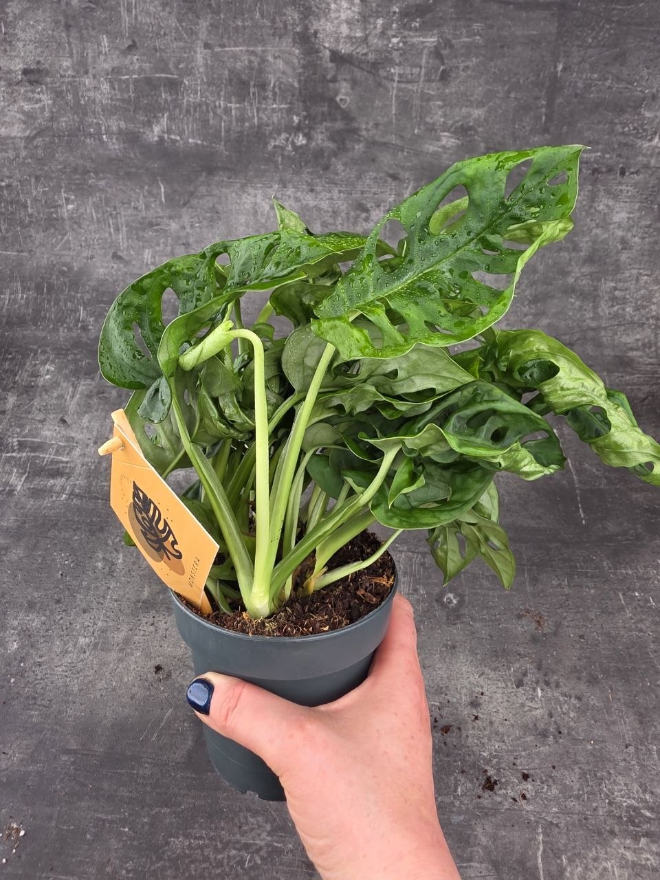 Monstera Adansonii Monkey Leaf 12 cm
