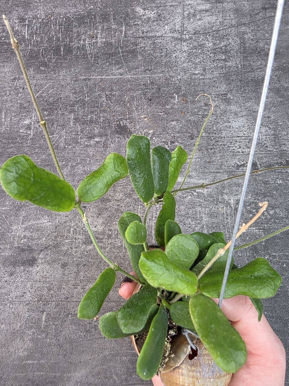 Hoya ve šnečí ulitě Rotundiflora 11