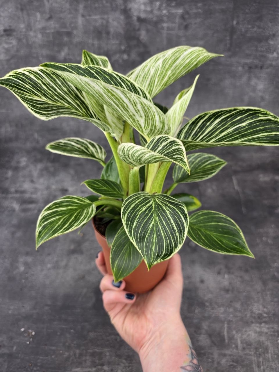 Philodendron White Wave