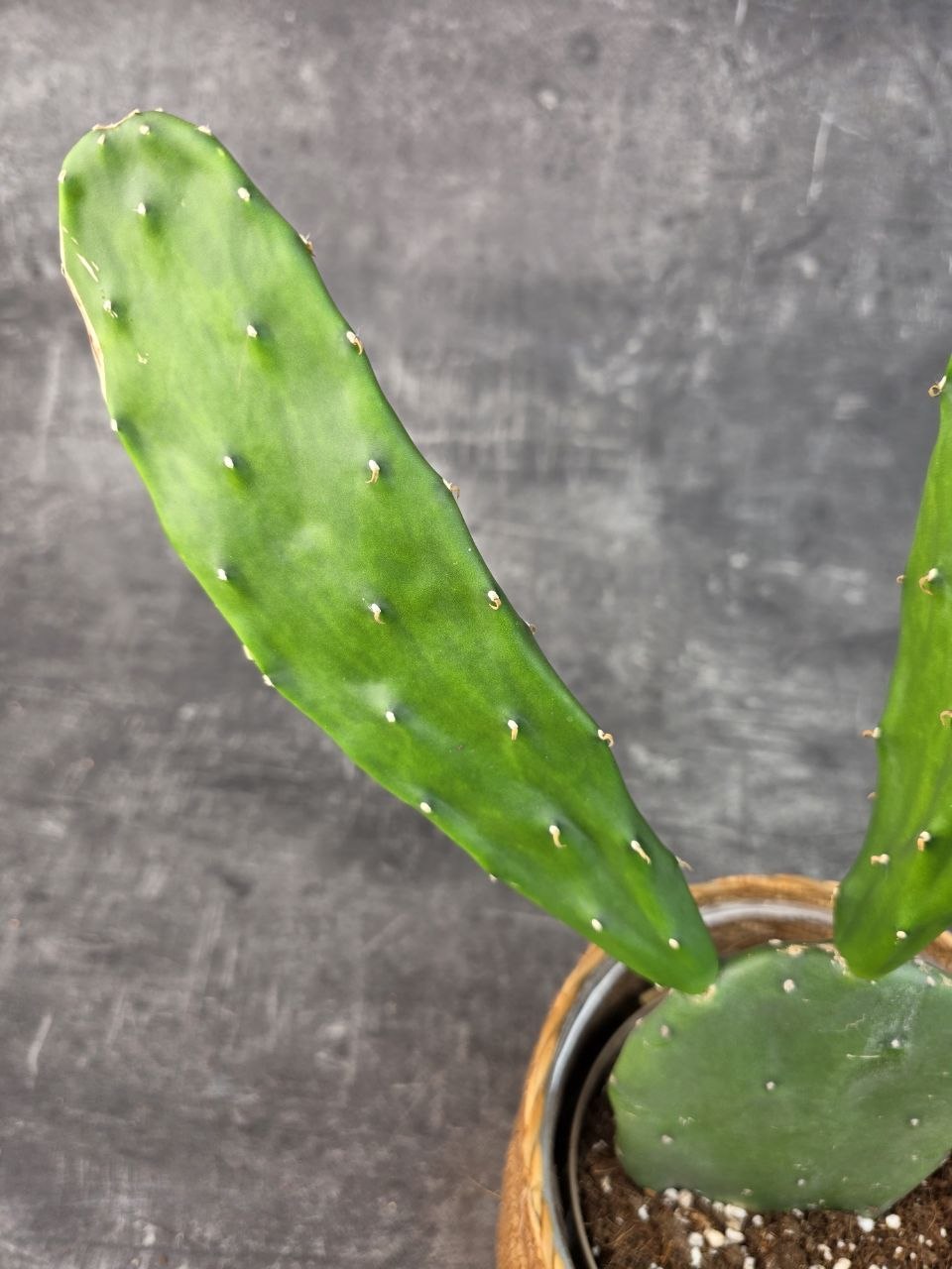 Opuntia 14 cm