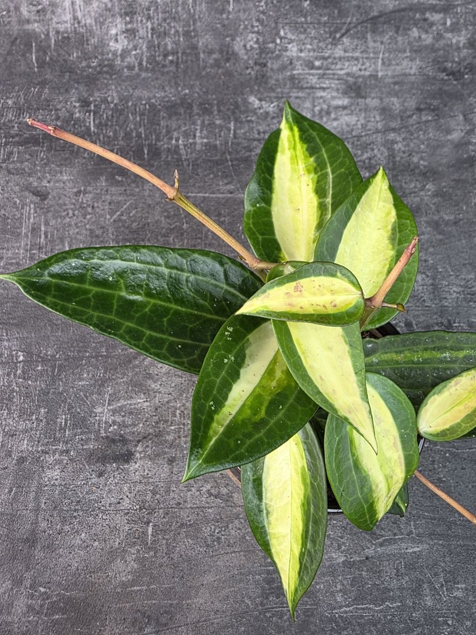 Hoya EasyCare Pot of Gold 11 cm