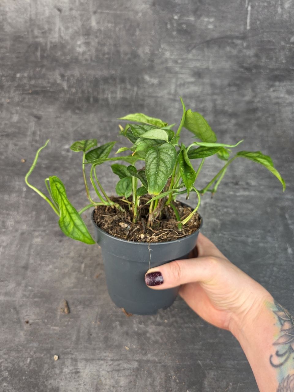 Monstera Siltepecana 12 cm
