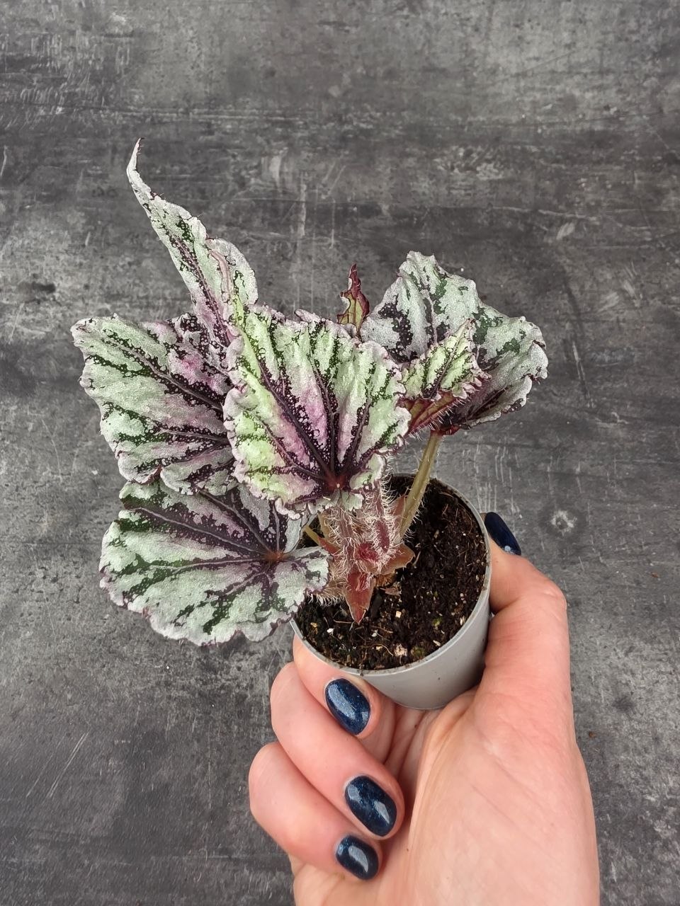 Begonia Spirit of Bali mini