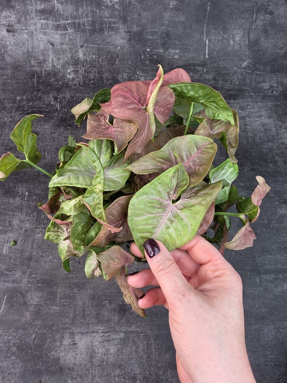 Syngonium Red Heart 14 cm