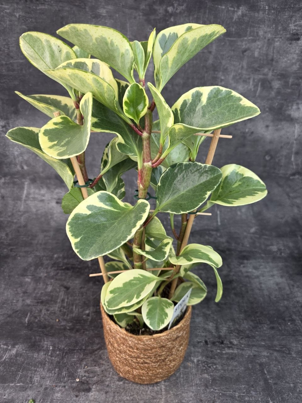 Peperomia Obtusifolia 14 cm