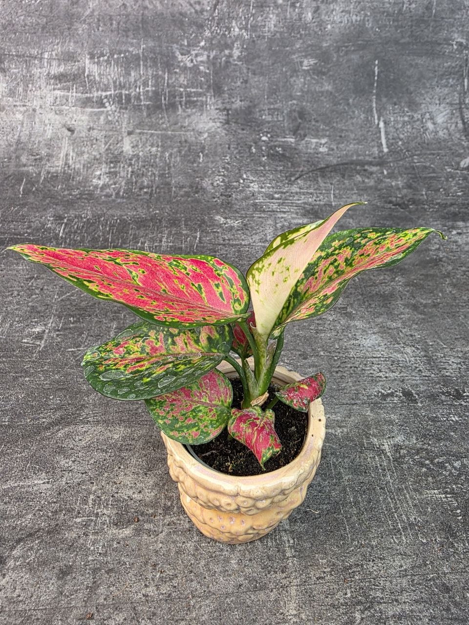 Aglaonema Beauty mini