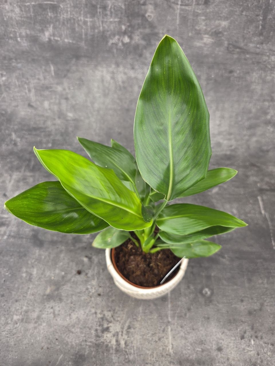 Strelitzia Reginae 