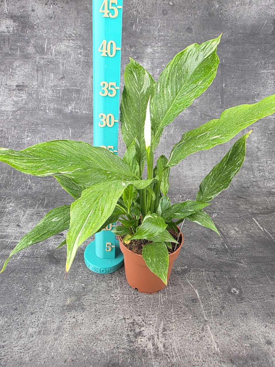 Spathiphyllum Diamond 12 cm