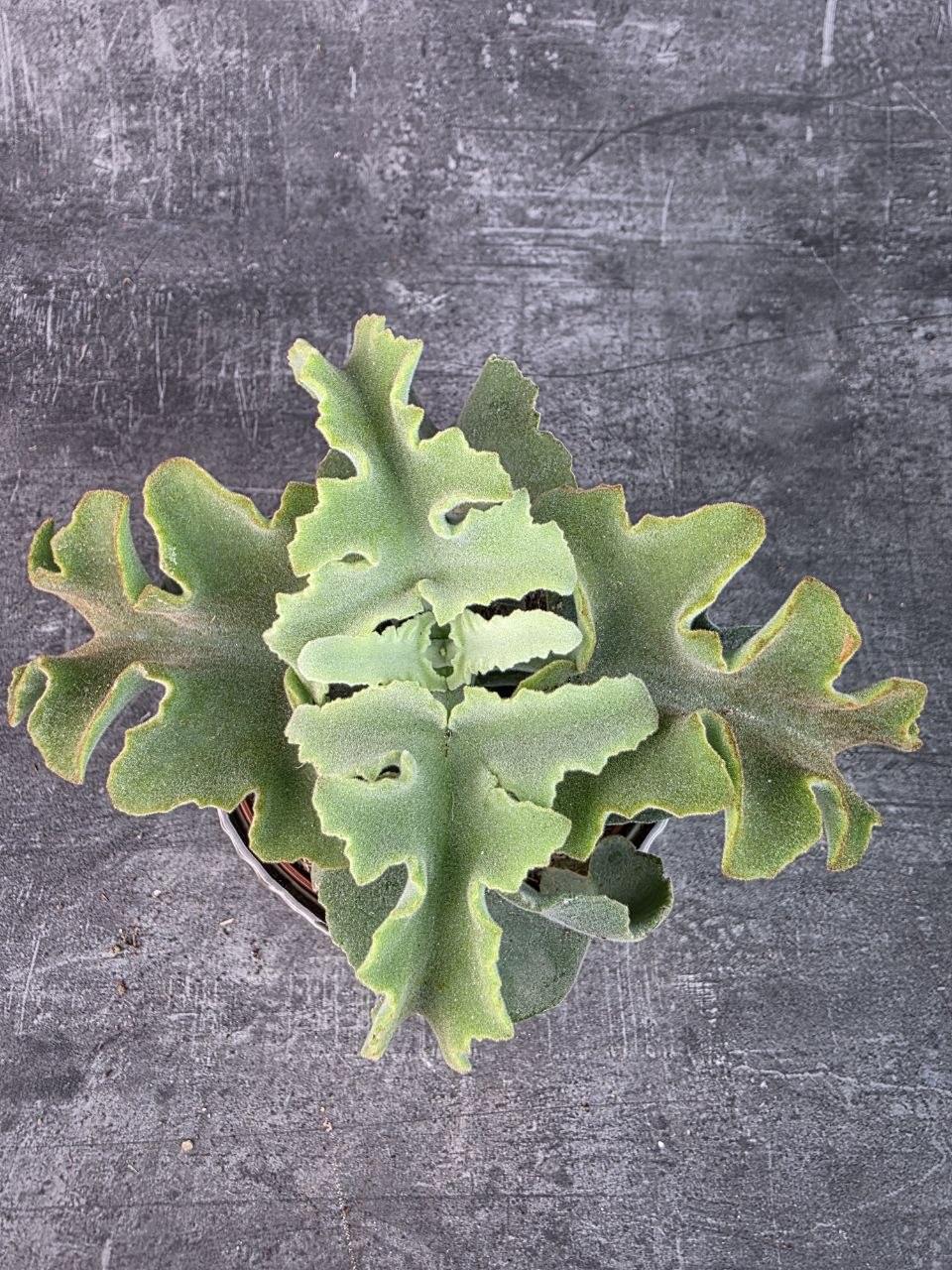 Kalanchoe Maltese 12 cm
