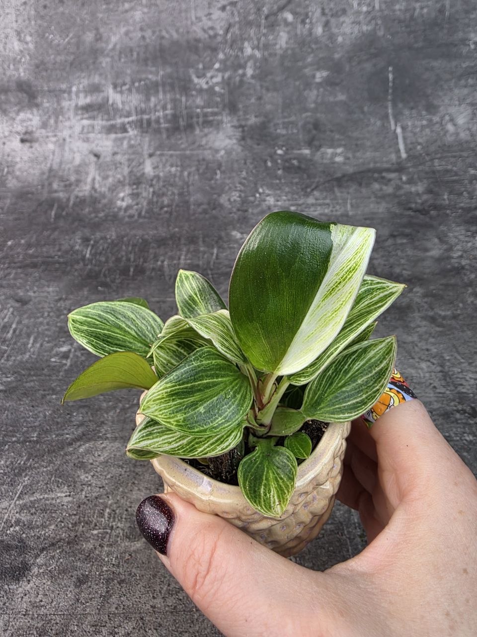 Philodendron White Measure mini