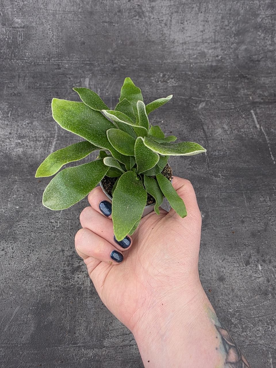 Platycerium Bifurcatum mini