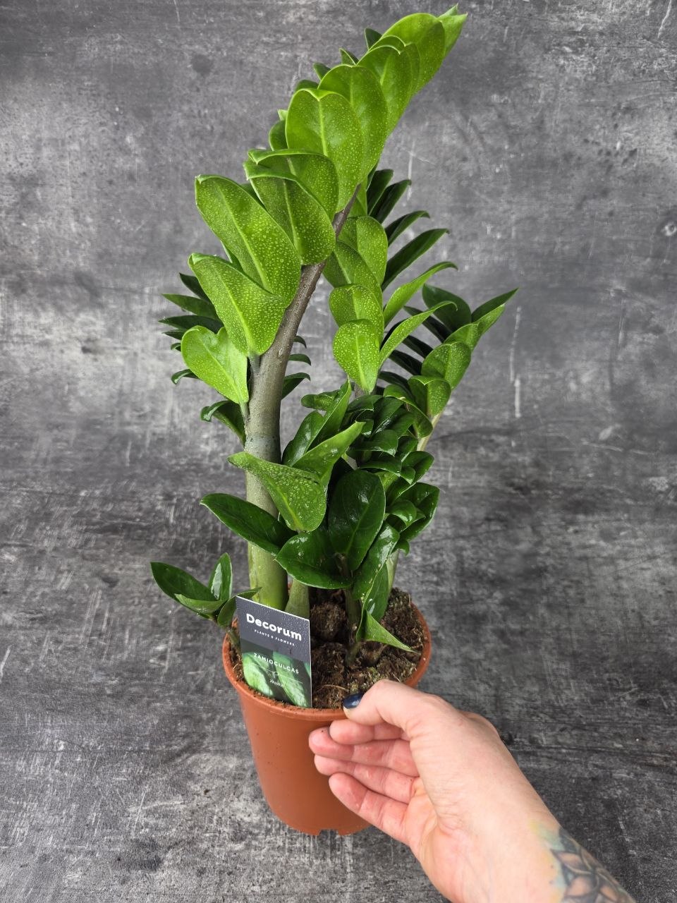 Zamioculcas Zamiifolia Zenzi 14 cm