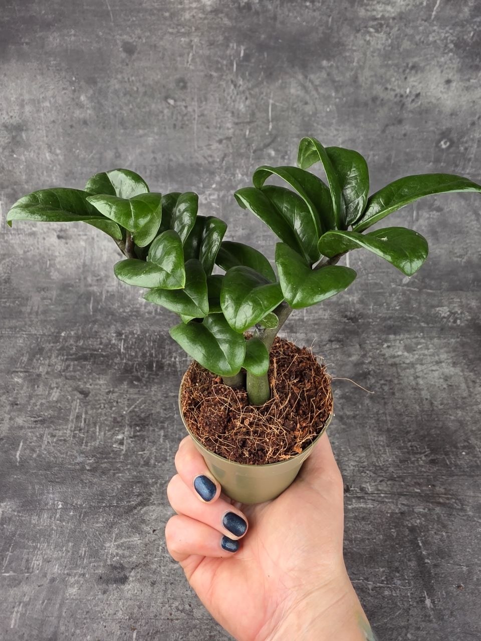 Zamioculcas Zamiifolia Zenzi 9 cm