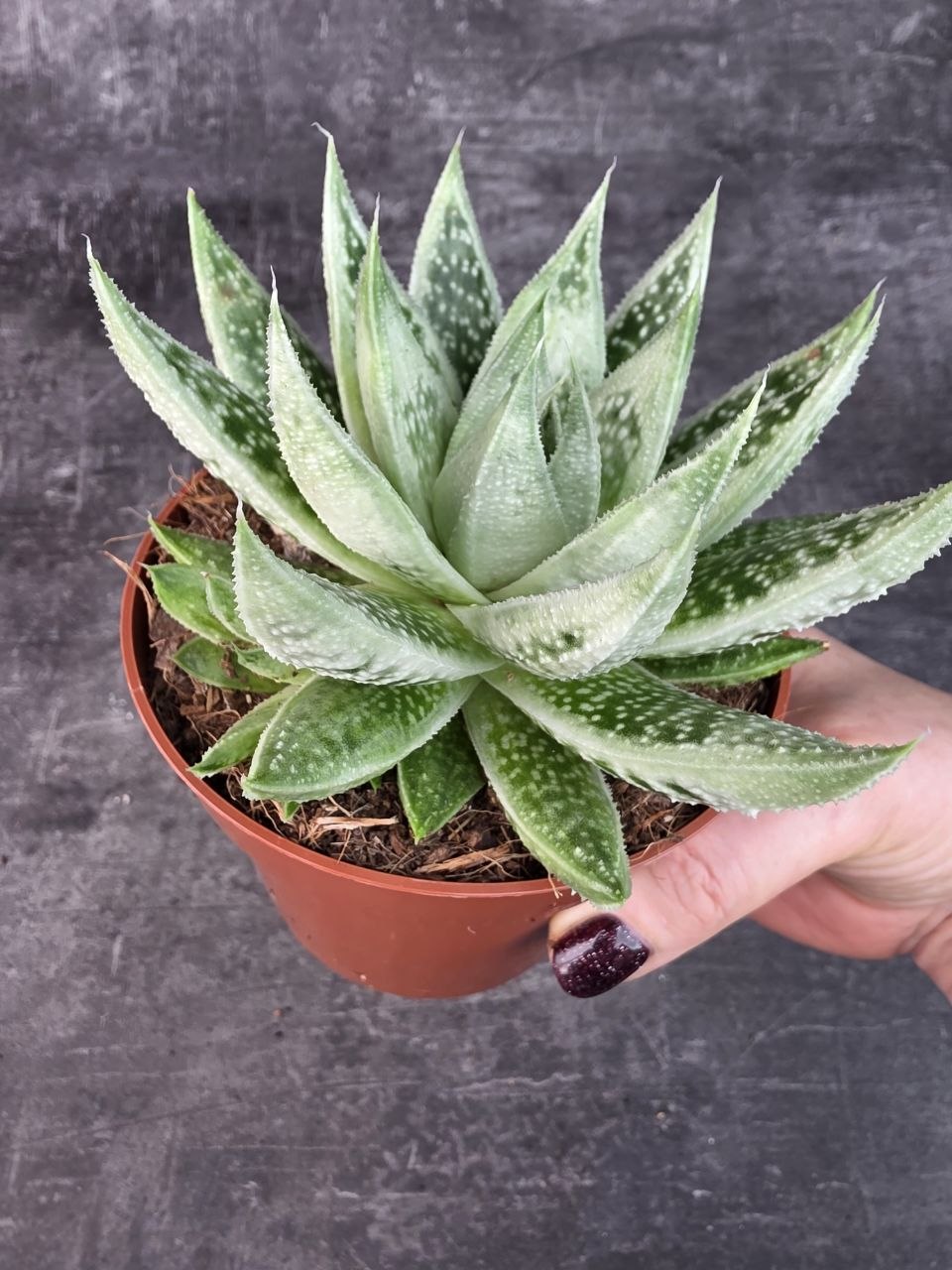 Gasteraloe Snow Rock 12 cm