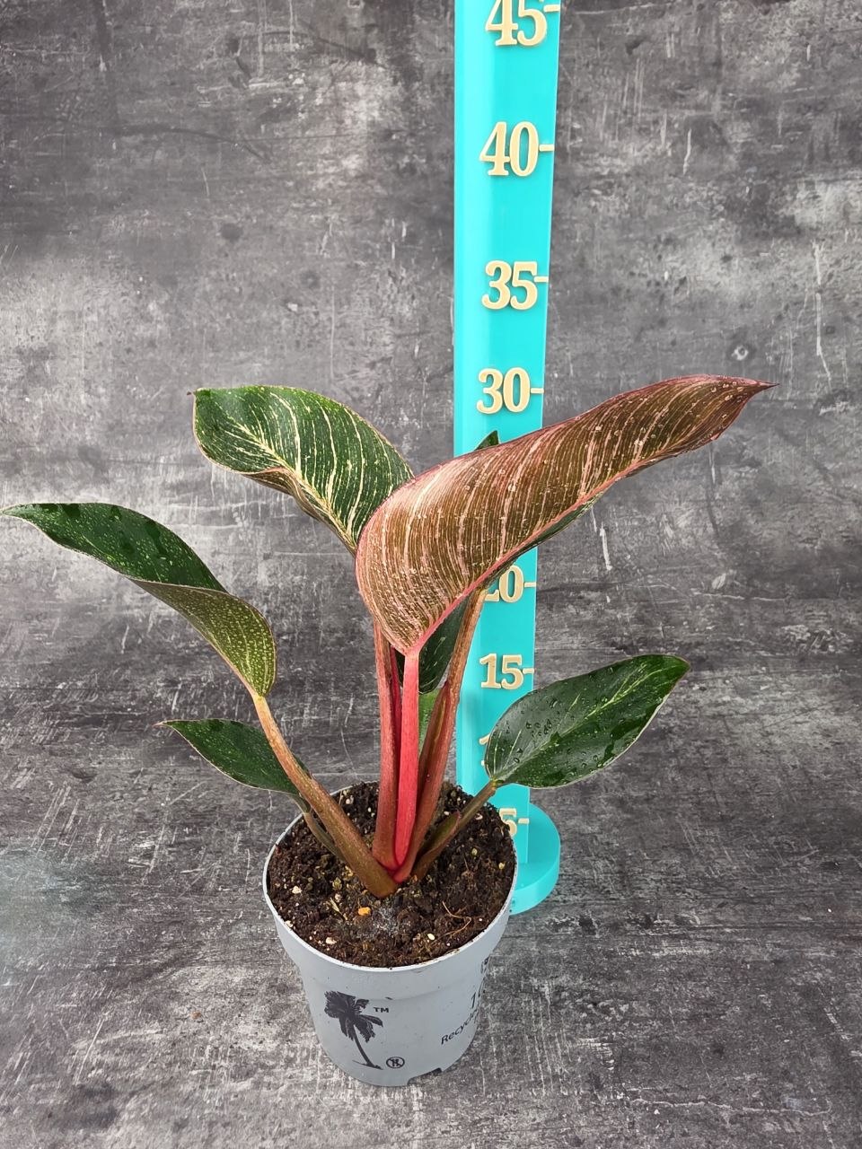 Philodendron Pink Birkini 12 cm