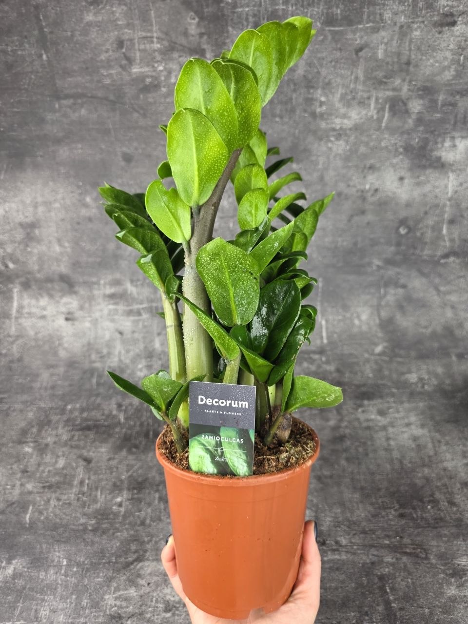 Zamioculcas Zamiifolia Zenzi 14 cm