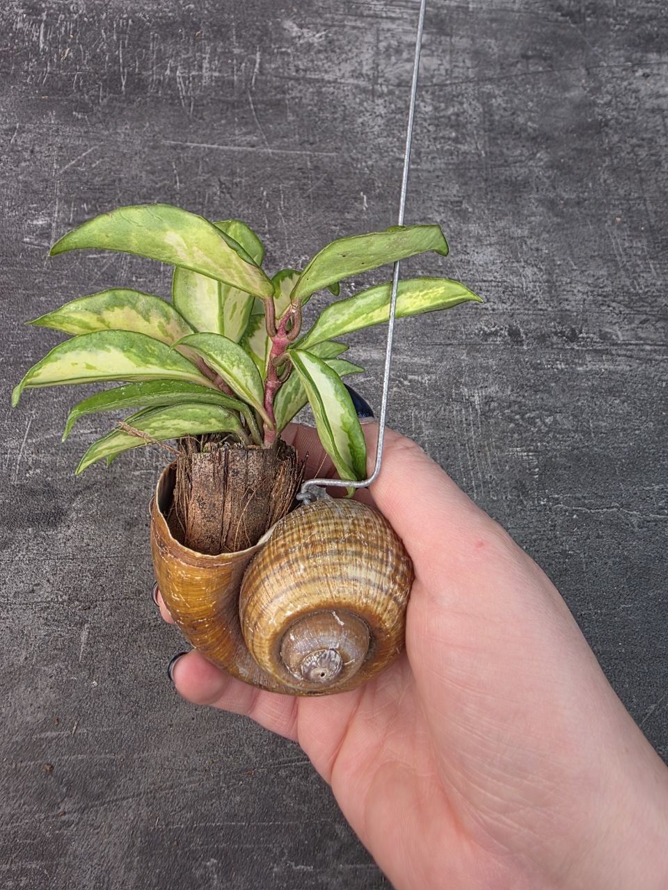 Hoya ve šnečí ulitě Carnosa Tricolor 7