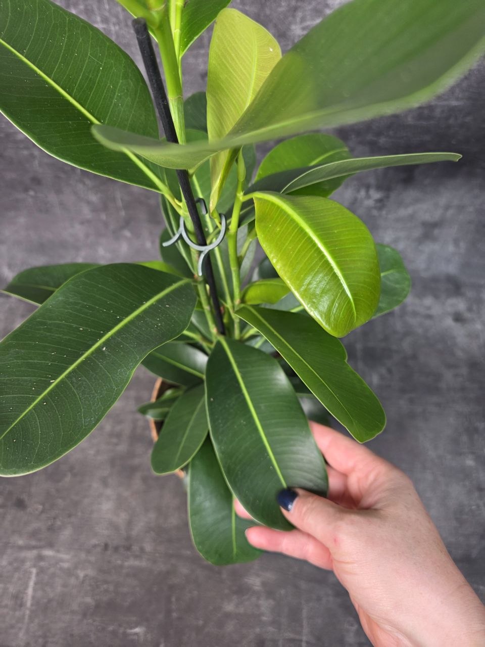 Ficus mi Smile