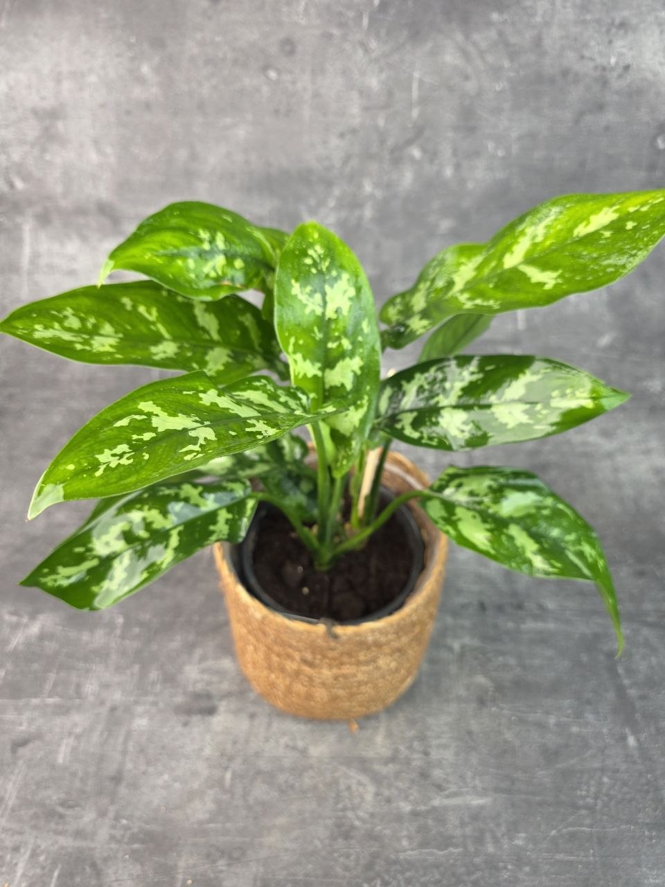 Aglaonema Maria 14 cm
