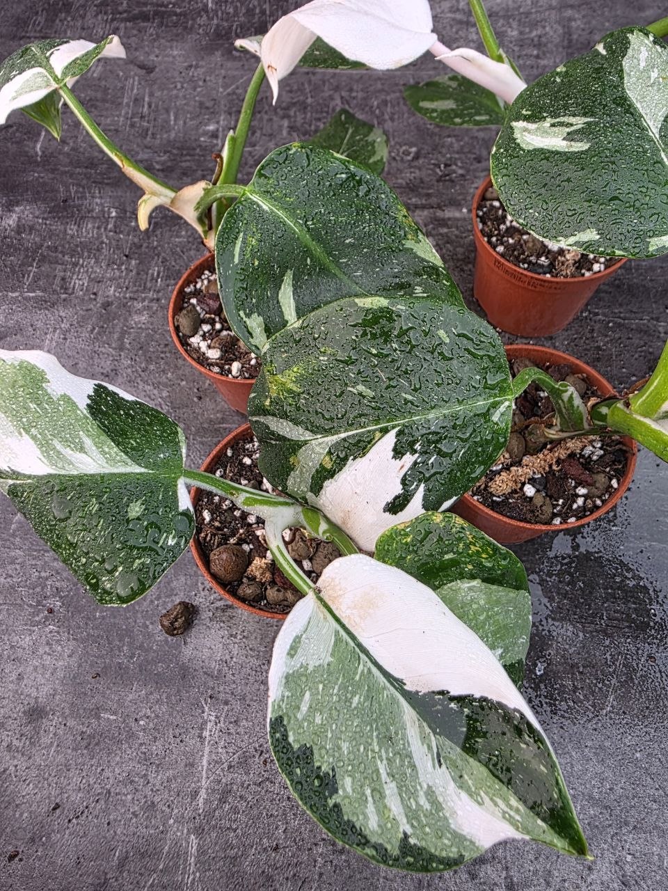 Pěstírna KYTKYshop Philodendron White L
