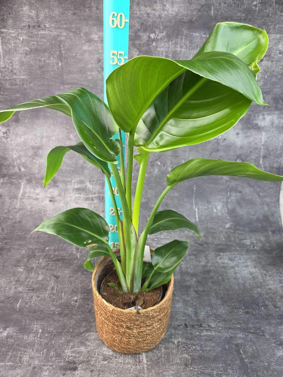Strelitzia Nicolai 14 cm