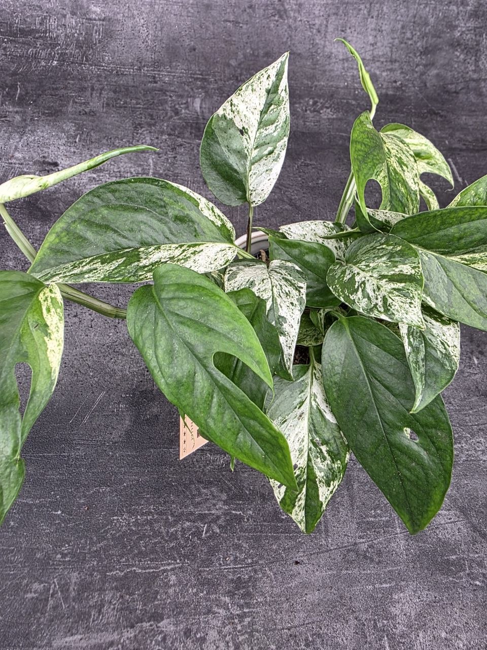 Epipremnum Marble King