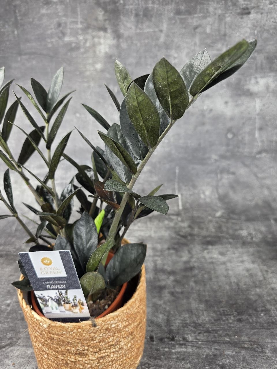 Zamioculcas Raven 14 cm