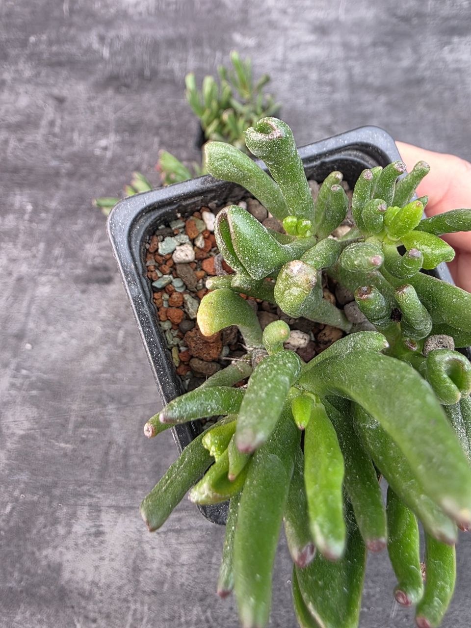 Pěstírna KYTKYshop Crassula Hobit