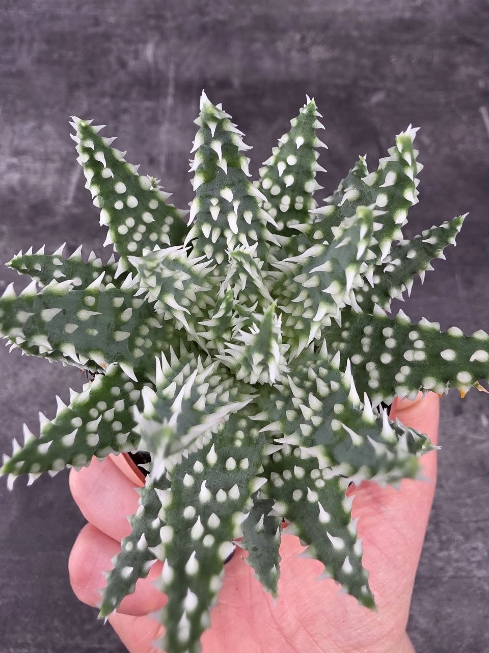 Aloe Humilis Shark mini