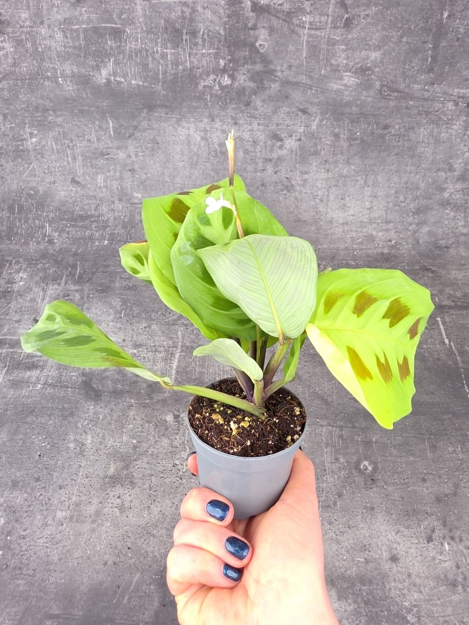 Marantha leuconeura fiesta mini