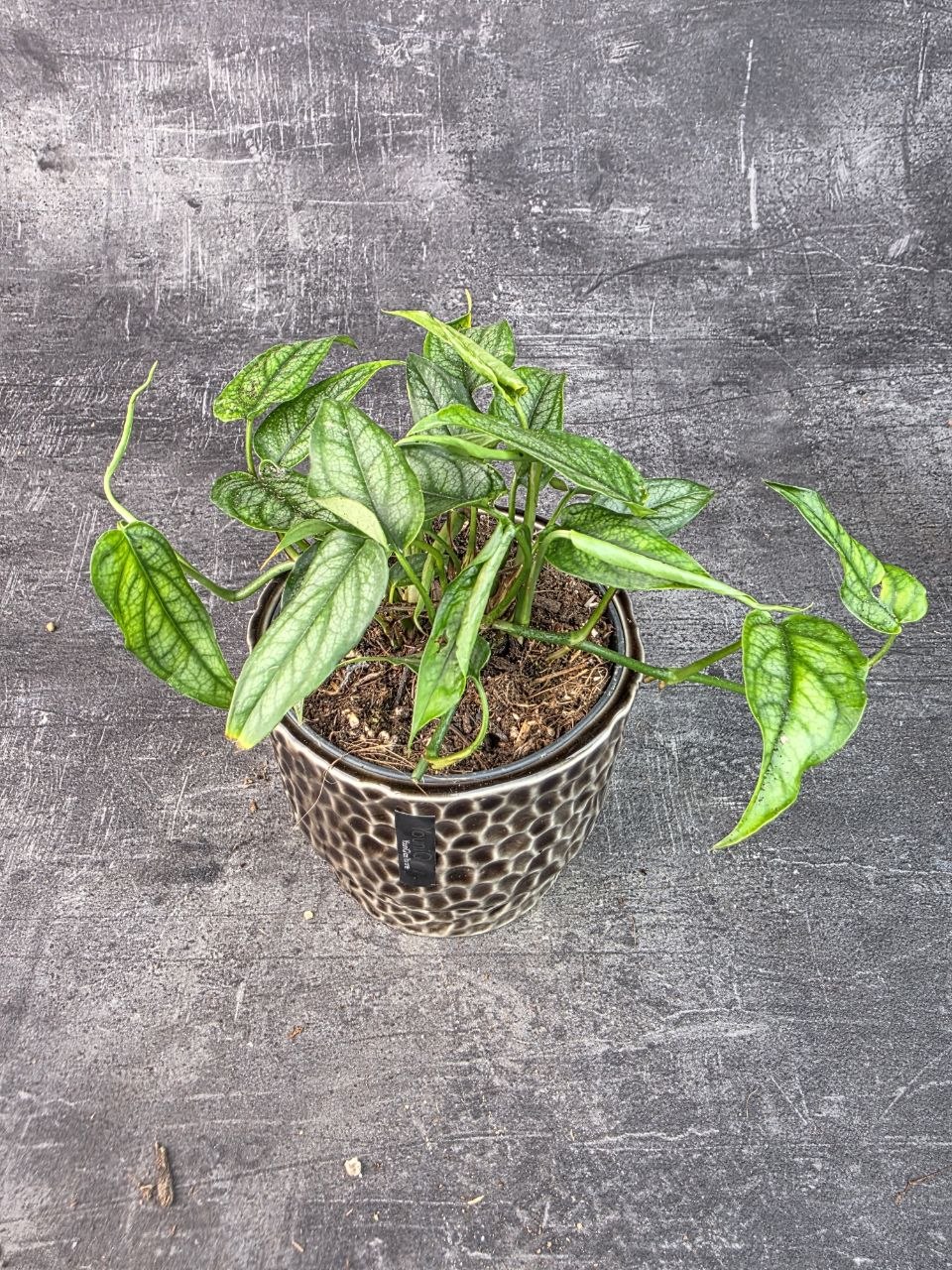 Monstera Siltepecana 12 cm