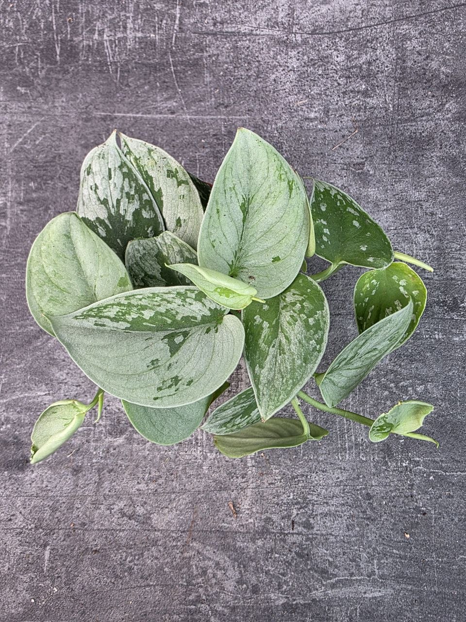 Scindapsus Pictus Silvery Ann 8 cm