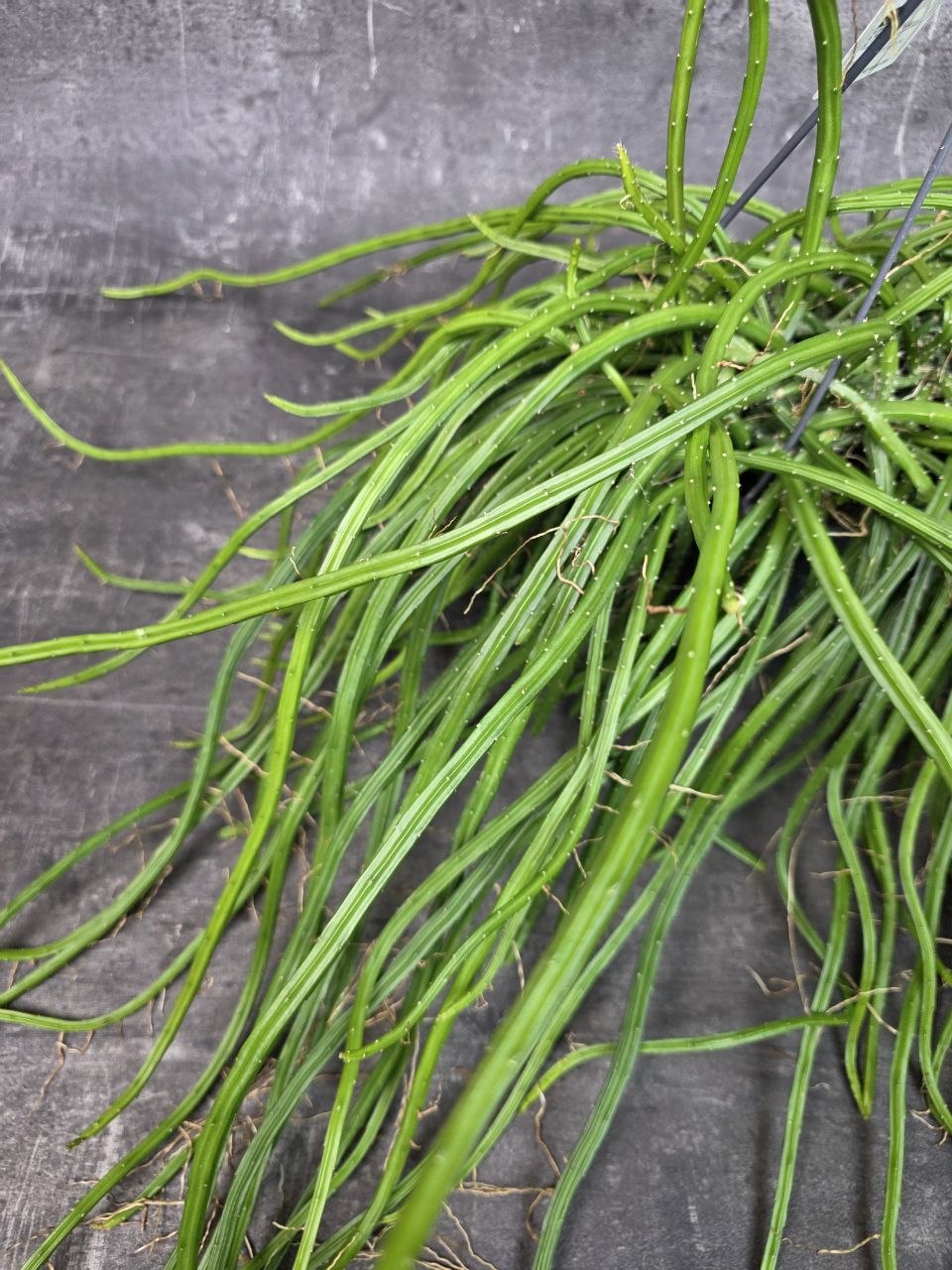 Rhipsalis Selenisereus závěs XXL