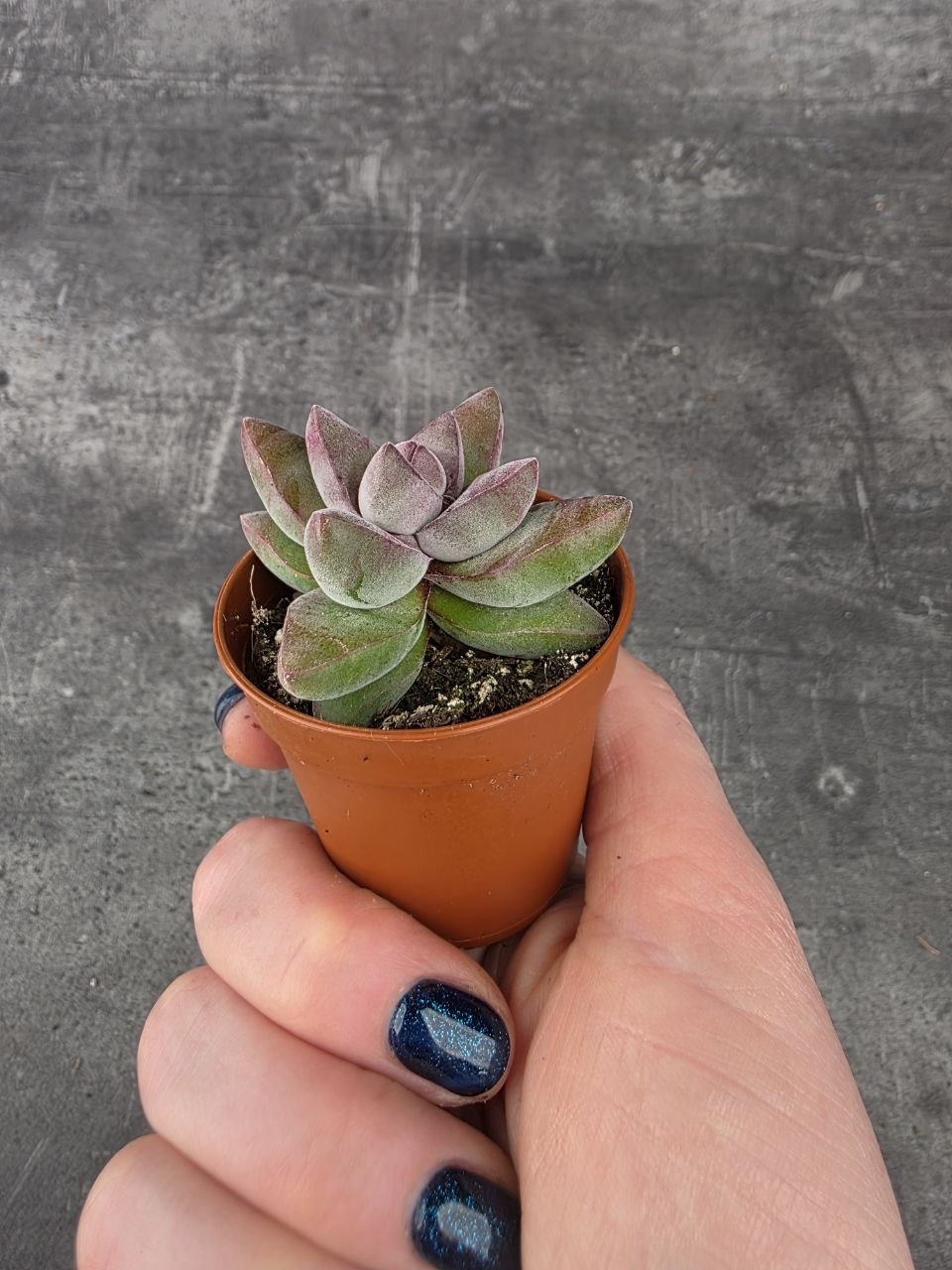 Crassula Crassula ‘Justus Corderoy’ mini