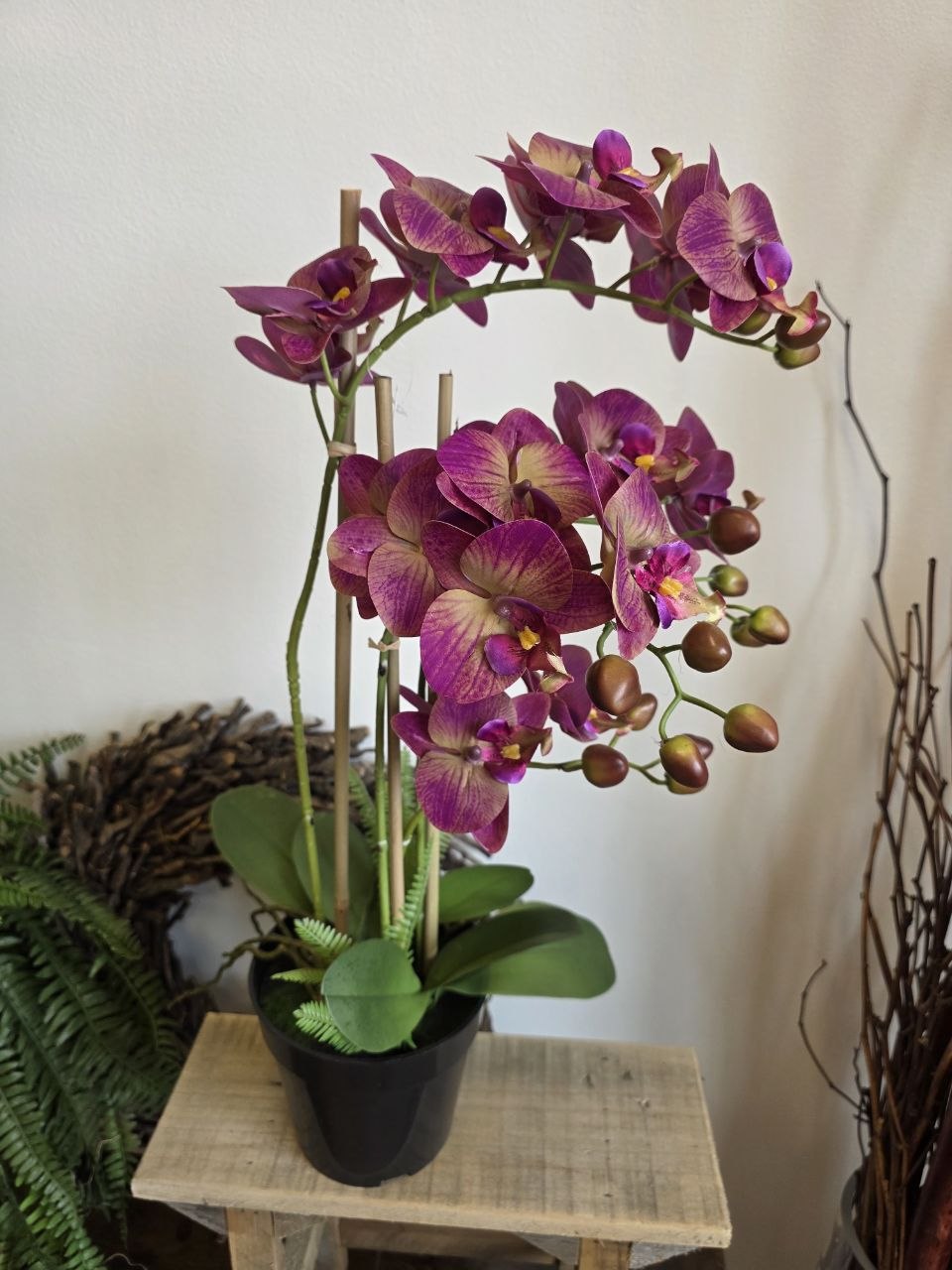 Imitace pokojová rostlina phalaenopsis vínový