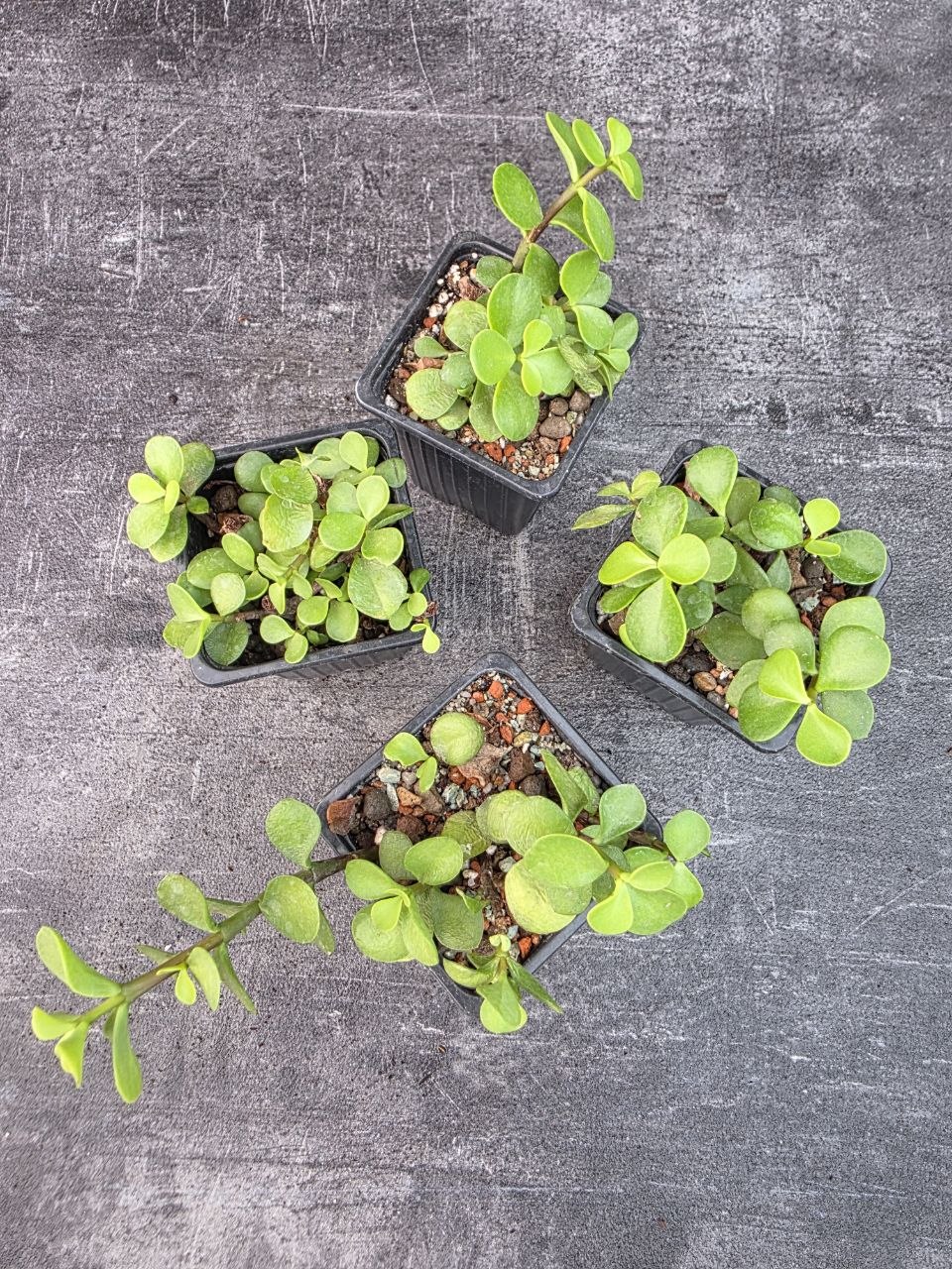 Pěstírna KYTKYshop Crassula Ovata