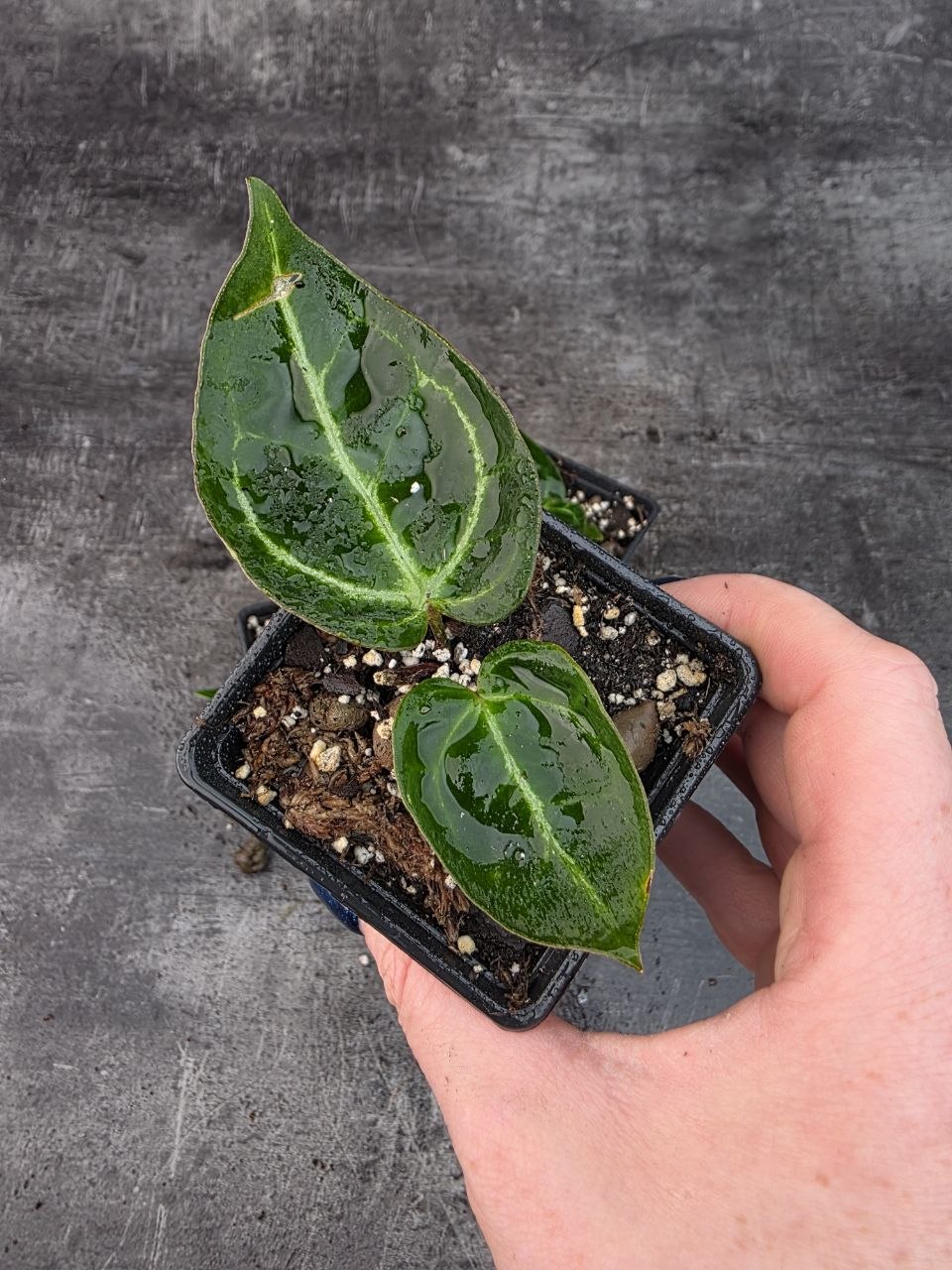 Pěstírna KYTKYshop Anthurium Christalinum
