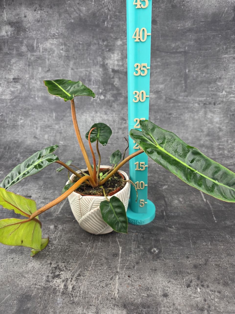 Philodendron Billietiae