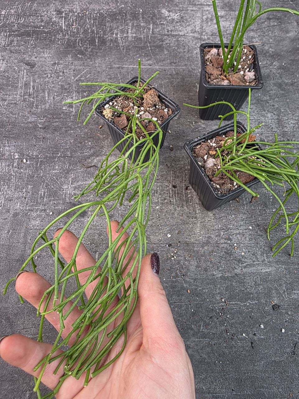 Pěstírna KYTKYshop Rhipsalis Oasis