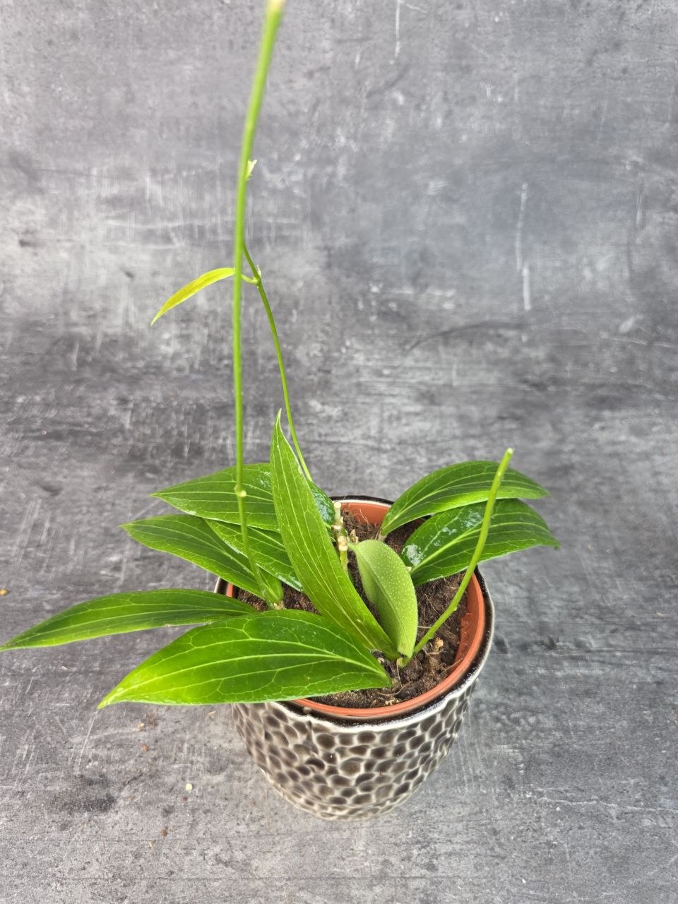 Hoya Soligamiana 12 cm