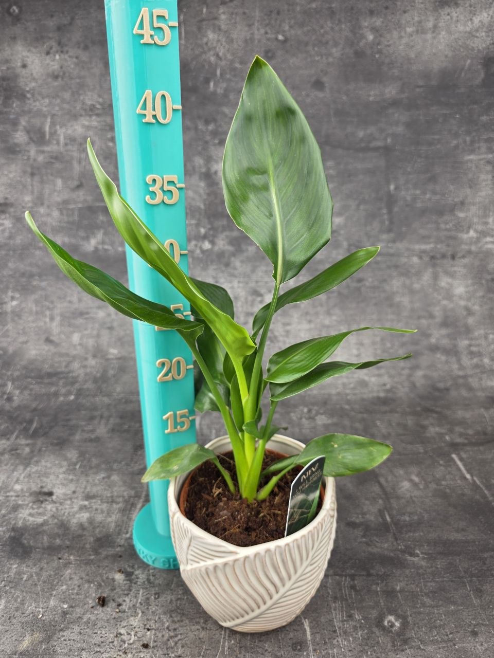 Strelitzia Reginae 