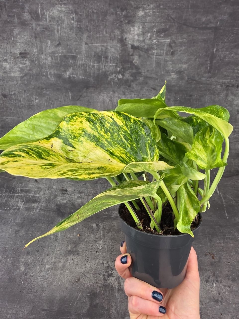 Epipremnum HIcolor
