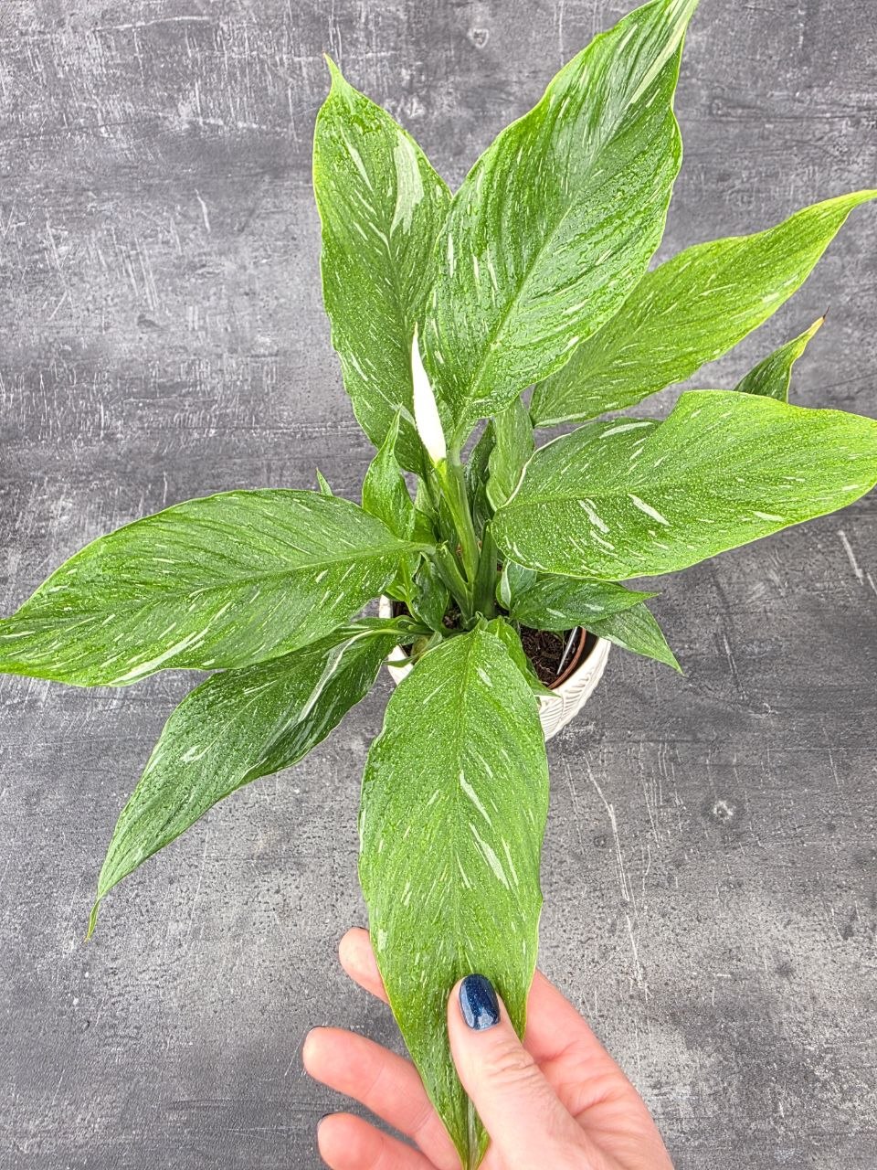 Spathiphyllum Diamond 12 cm