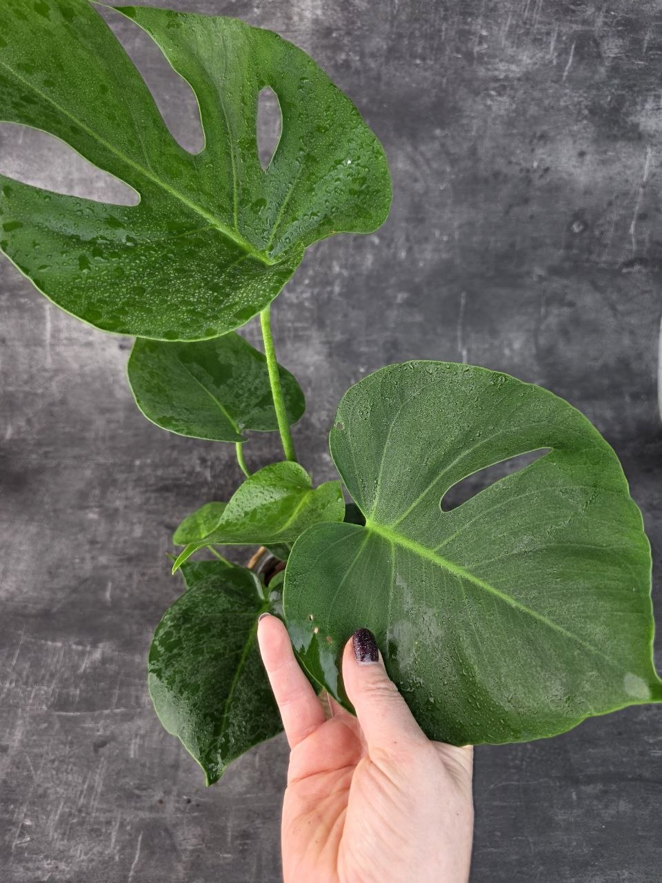Monstera Deliciosa 14 cm
