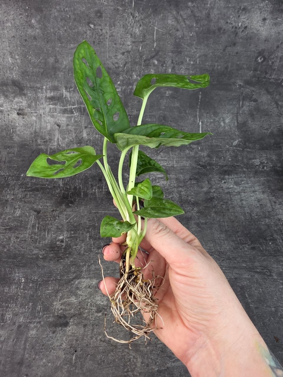 Monstera monkey připravena pro hydroponii