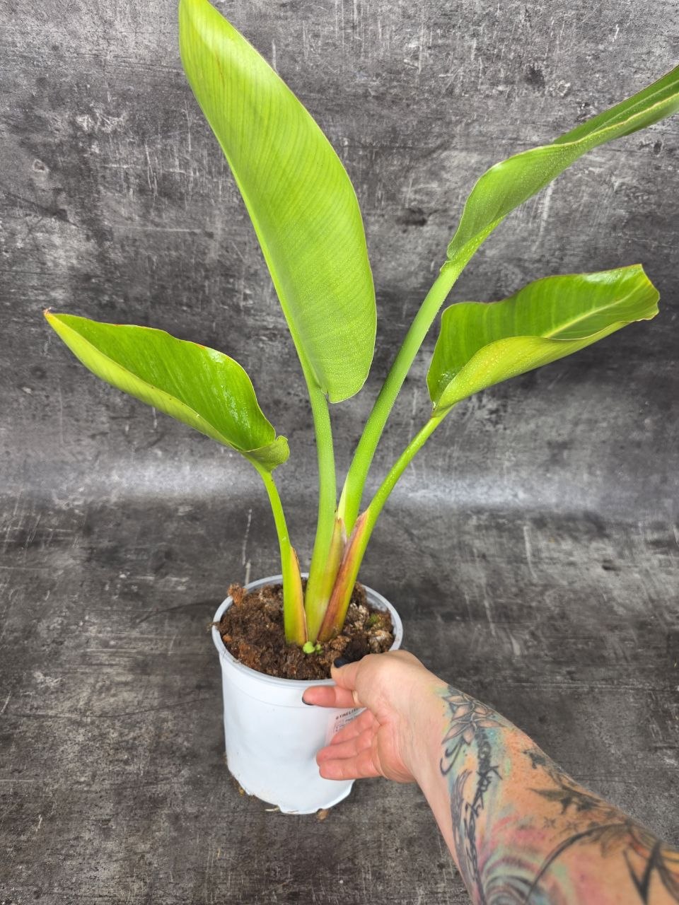 Strelitzia Nicolai 17 cm