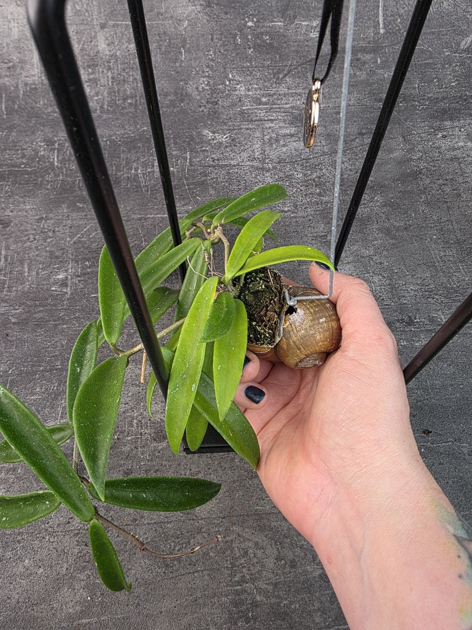 Hoya ve šnečí ulitě a černém čtveratém stojanu Hoya Longifolia (6)