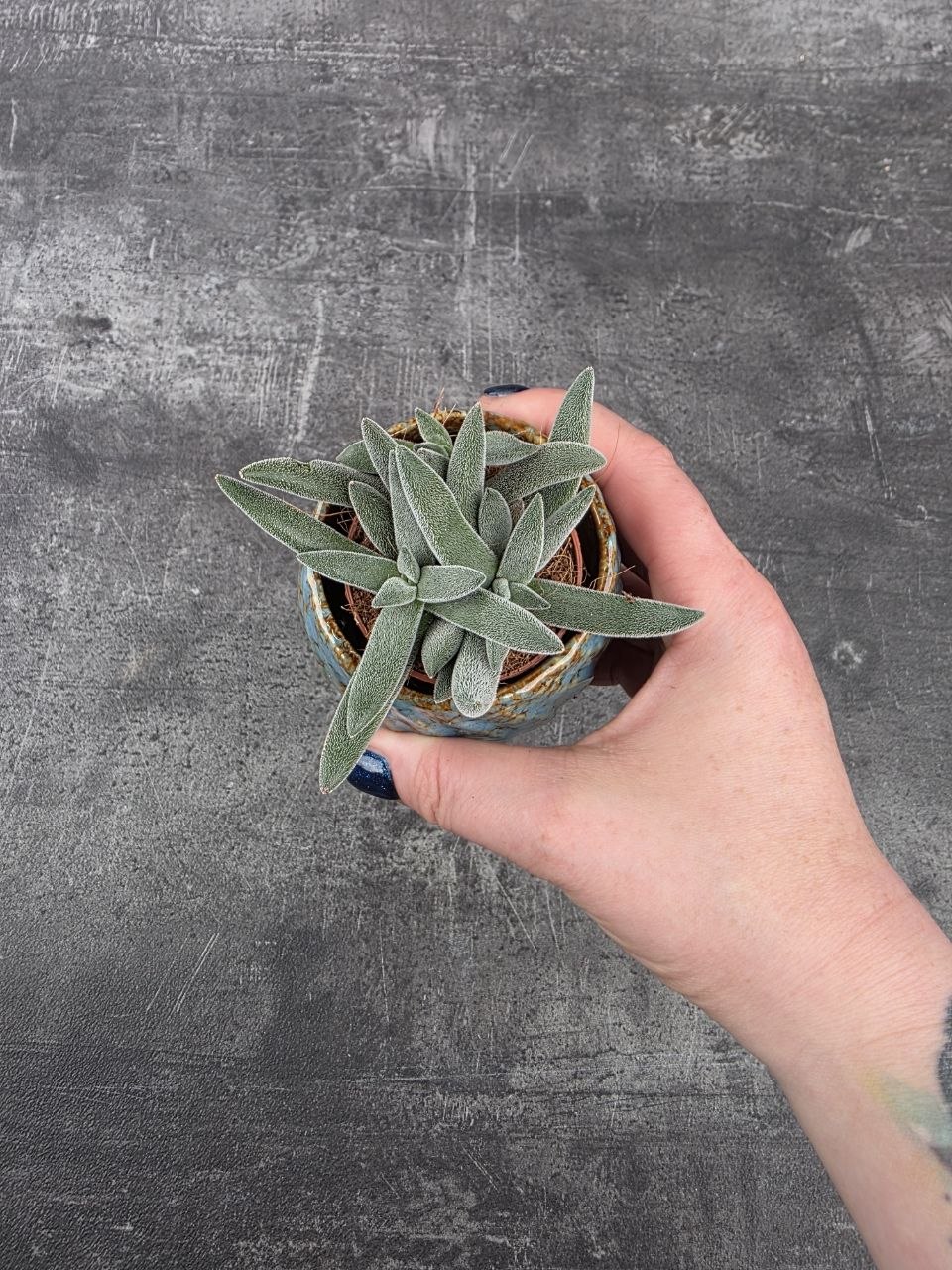 Crassula Tarantula mini