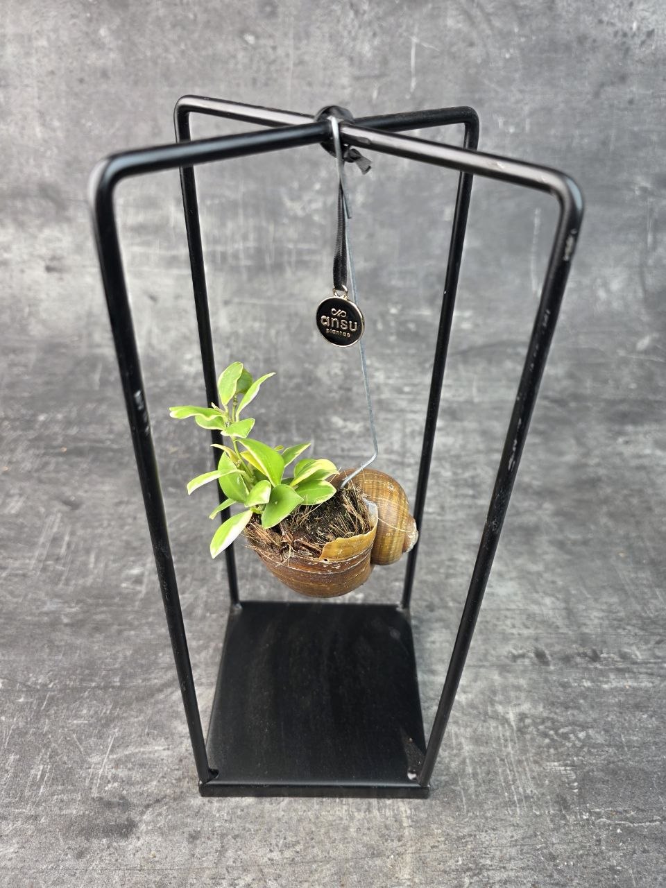 Hoya ve šnečí ulitě a černém čtveratém stojanu Hoya heuschkeliana variegata (8)