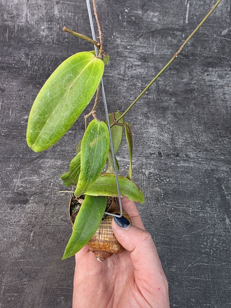 Hoya ve šnečí ulitě kentiana 6